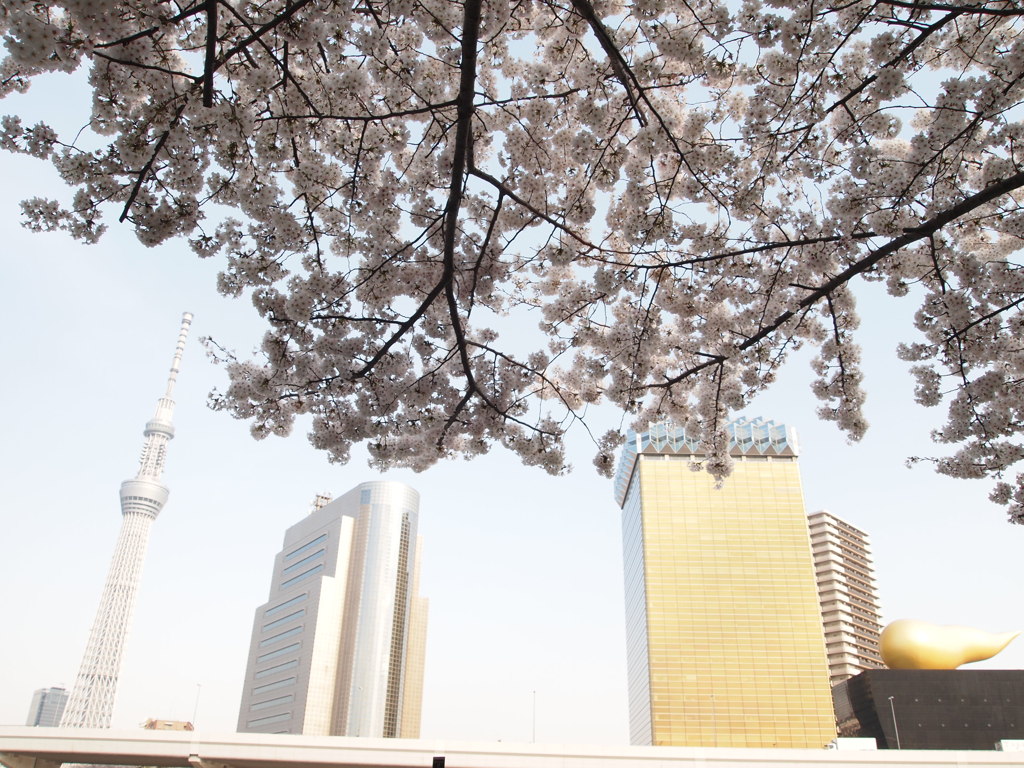 スカイツリーと桜１