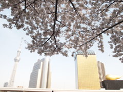 スカイツリーと桜１
