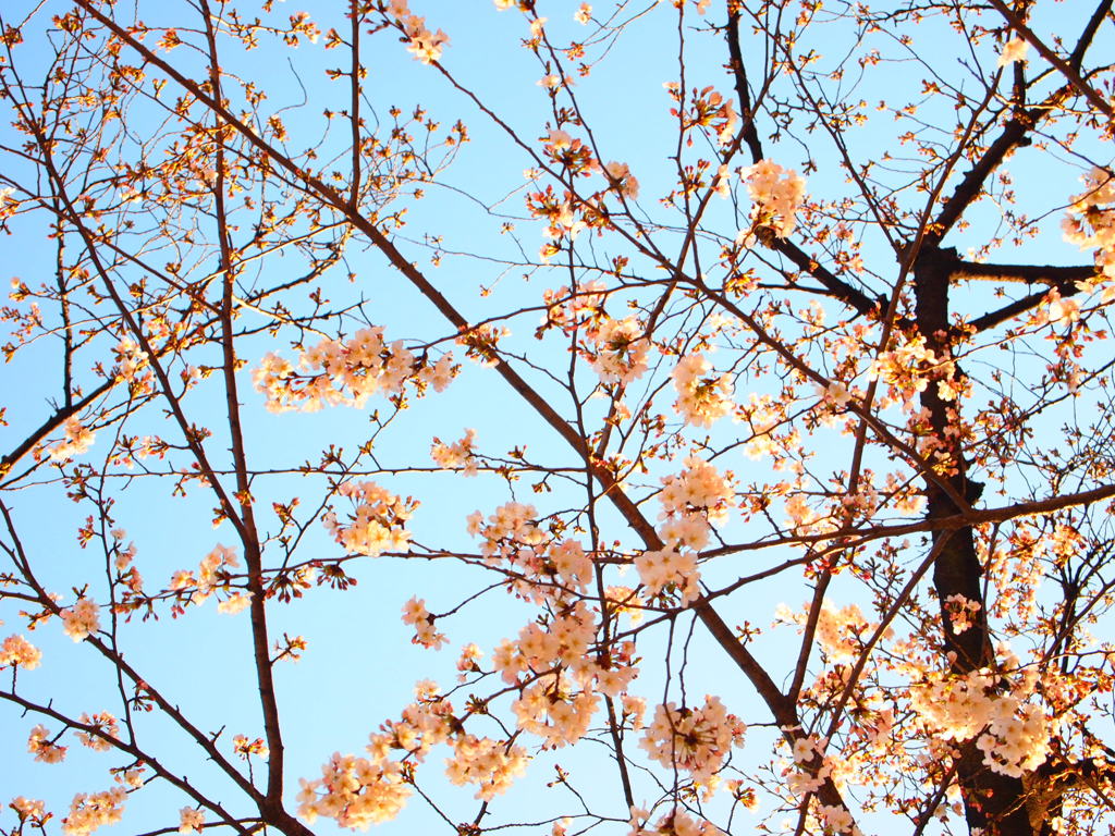 桜