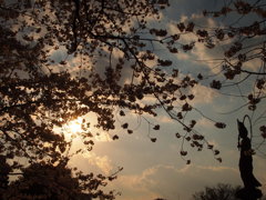 夕日のさくら