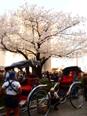 人力車と桜