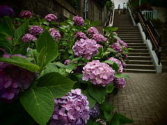 下町の梅雨