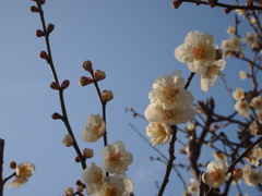 梅
