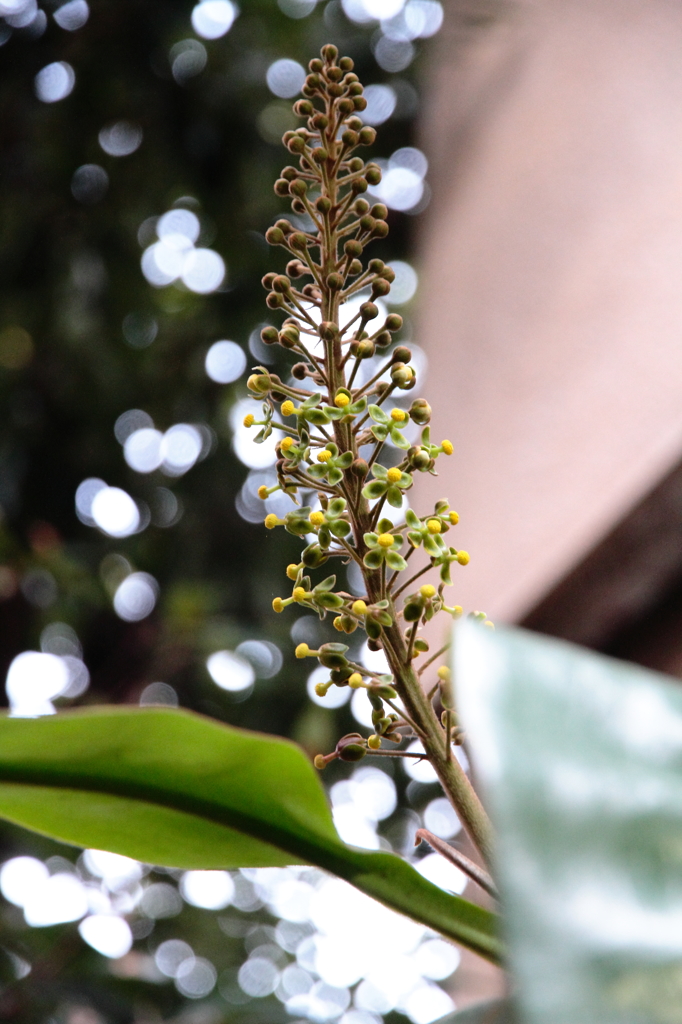 ウツボカズラが開花し始めましたよ。黄色い花ですね。