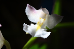 小ちゃな蘭が開花しました2
