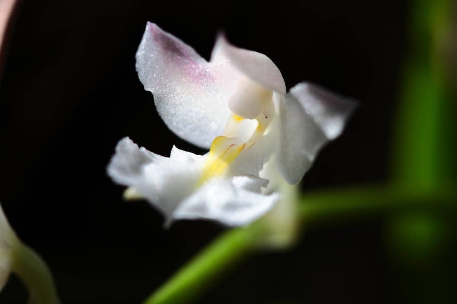 小ちゃな蘭が開花しました1