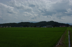 初夏　田園
