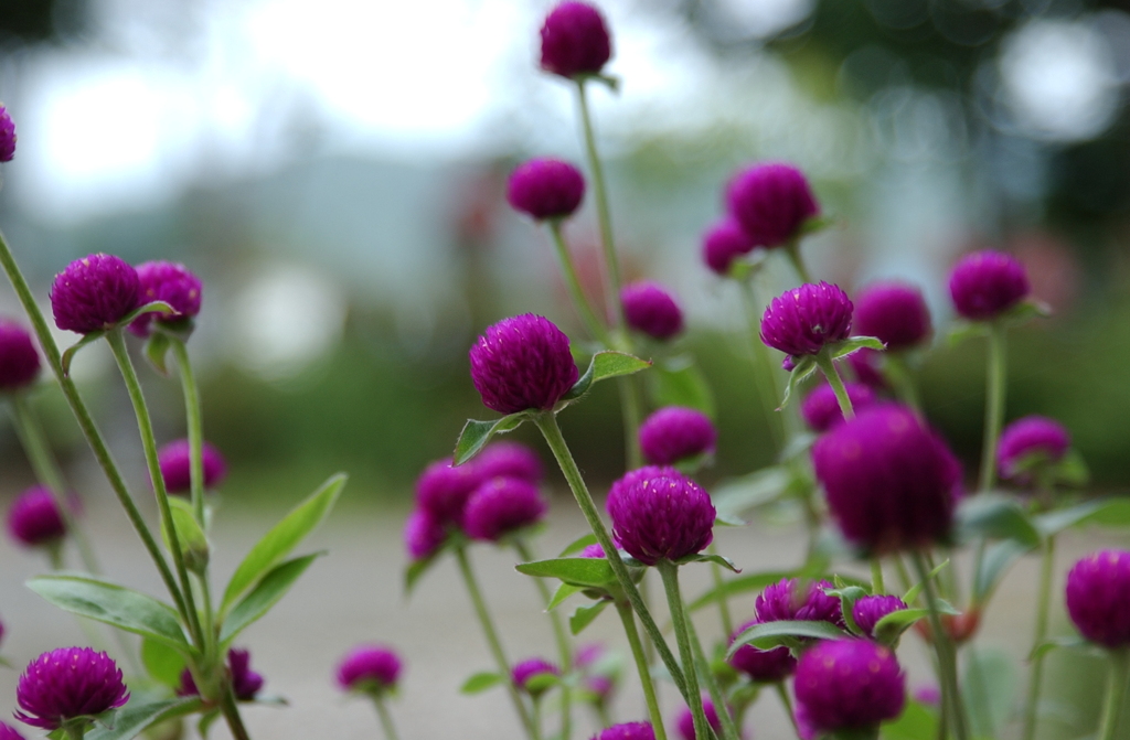 花　１