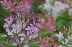 花　８