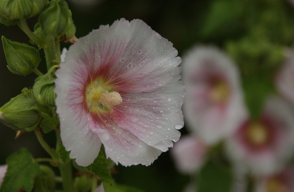 花　７