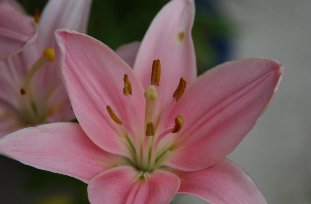 花　２