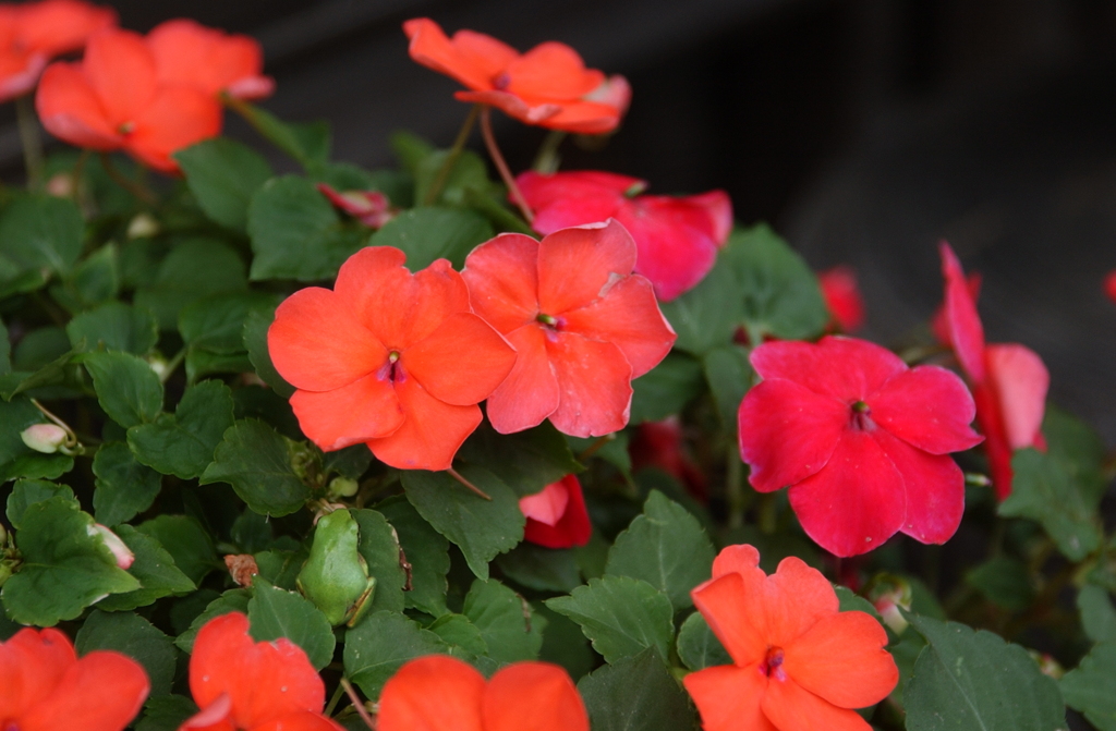 花　４