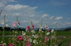 花と田園