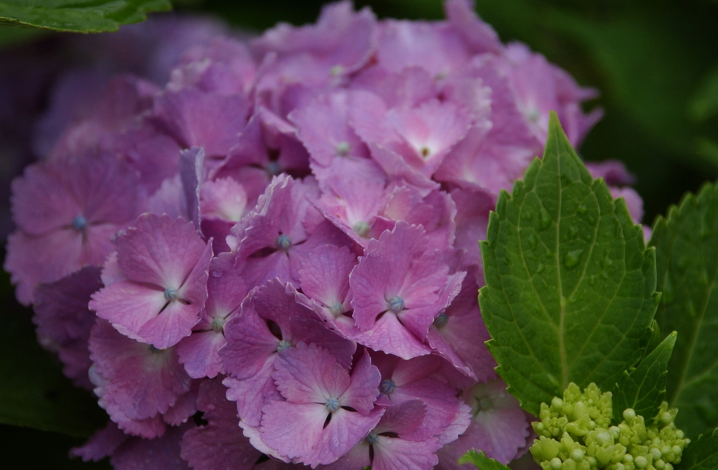 花　６