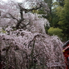 小川諏訪神社の枝垂れ桜　その２