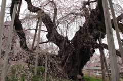 桜の神様　（2012　三春滝桜）その3