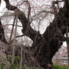 桜の神様　（2012　三春滝桜）その3