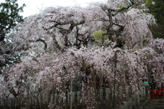 小川諏訪神社　枝垂れ桜