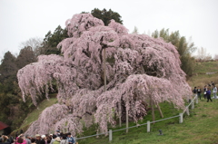 桜の神様　（2012　三春滝桜）その2