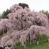 桜の神様　（2012　三春滝桜）その2