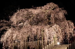 小川諏訪神社の枝垂れ桜とライトアップ