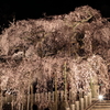 小川諏訪神社の枝垂れ桜とライトアップ
