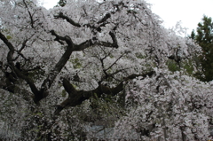 溢れだす桜の花