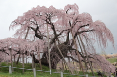 桜の神様　（2012　三春滝桜）　その1