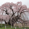 桜の神様　（2012　三春滝桜）　その1