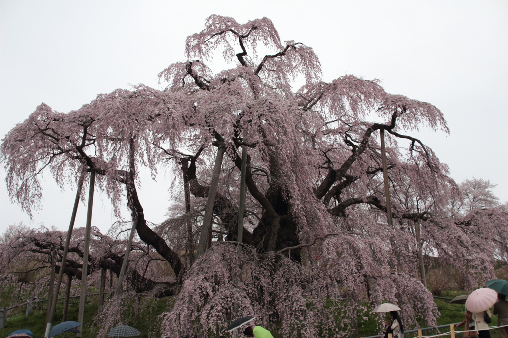 桜の神様　（2012　三春滝桜）その4