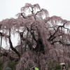 桜の神様　（2012　三春滝桜）その4