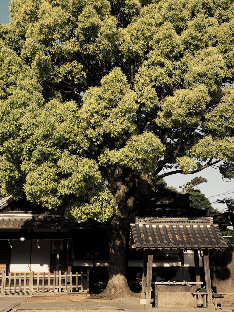 郷愁