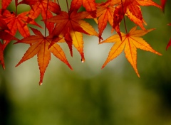 秋の雫
