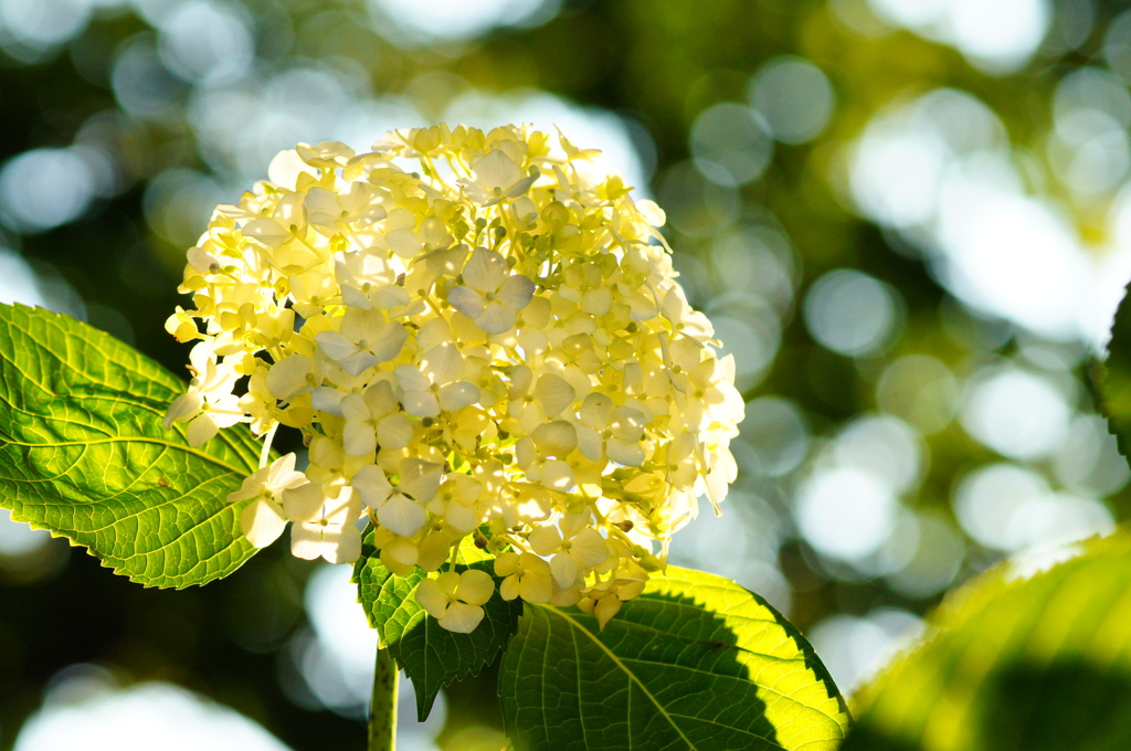 梅雨っぽくないアジサイ