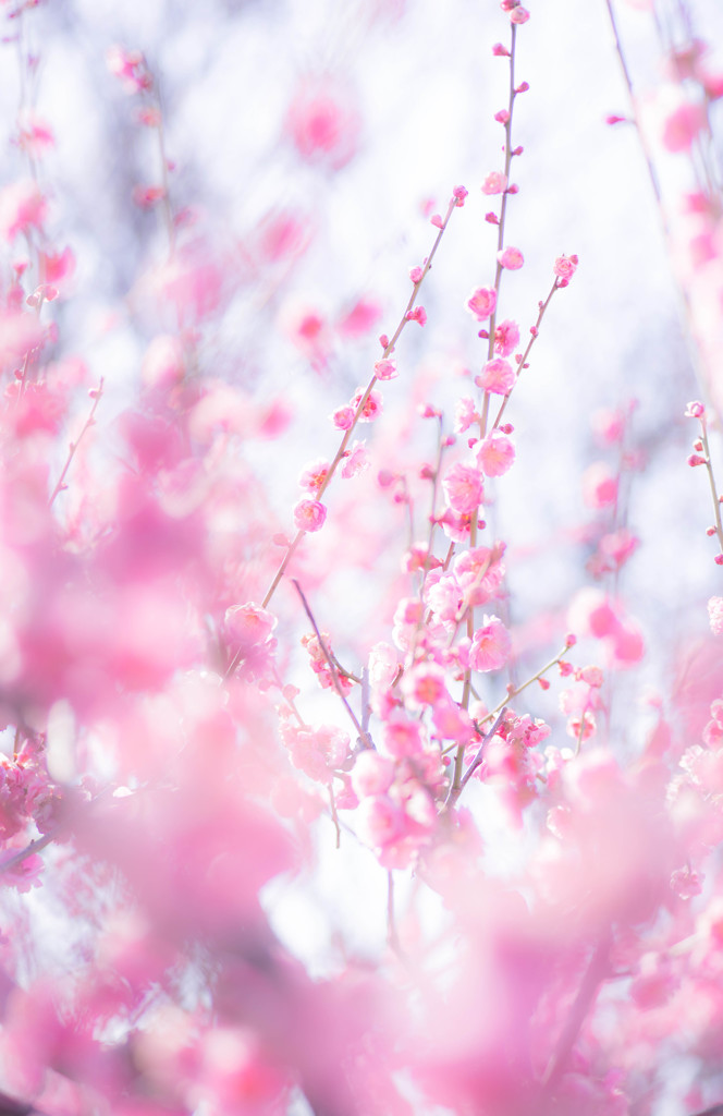 梅花日和