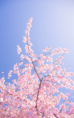 青空に向かって