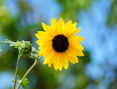 夏だ！　ひまわり！