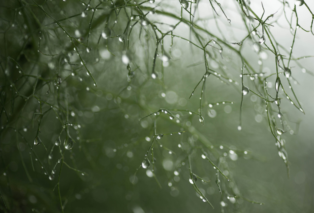 雨あがり