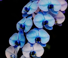 blue elegance
