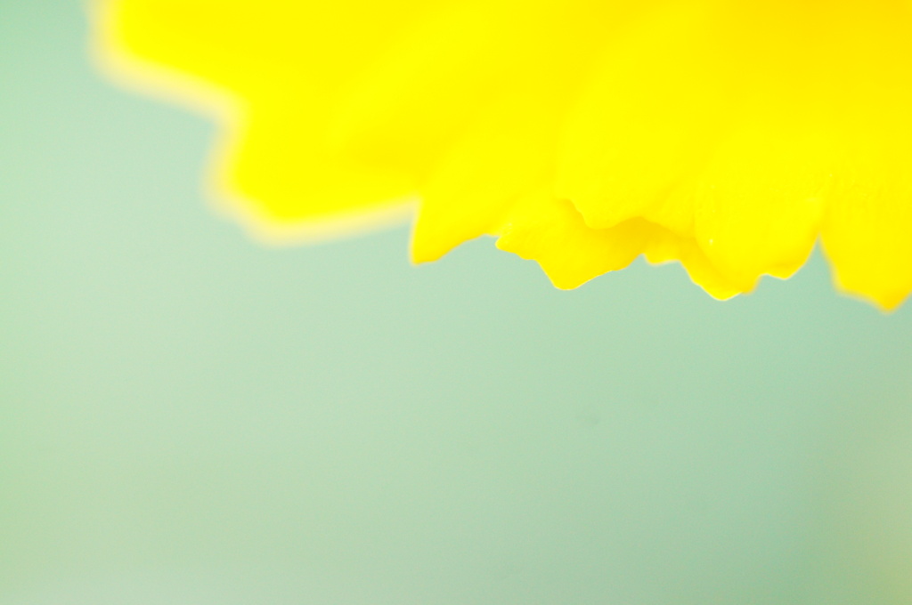 フラワーカーテン