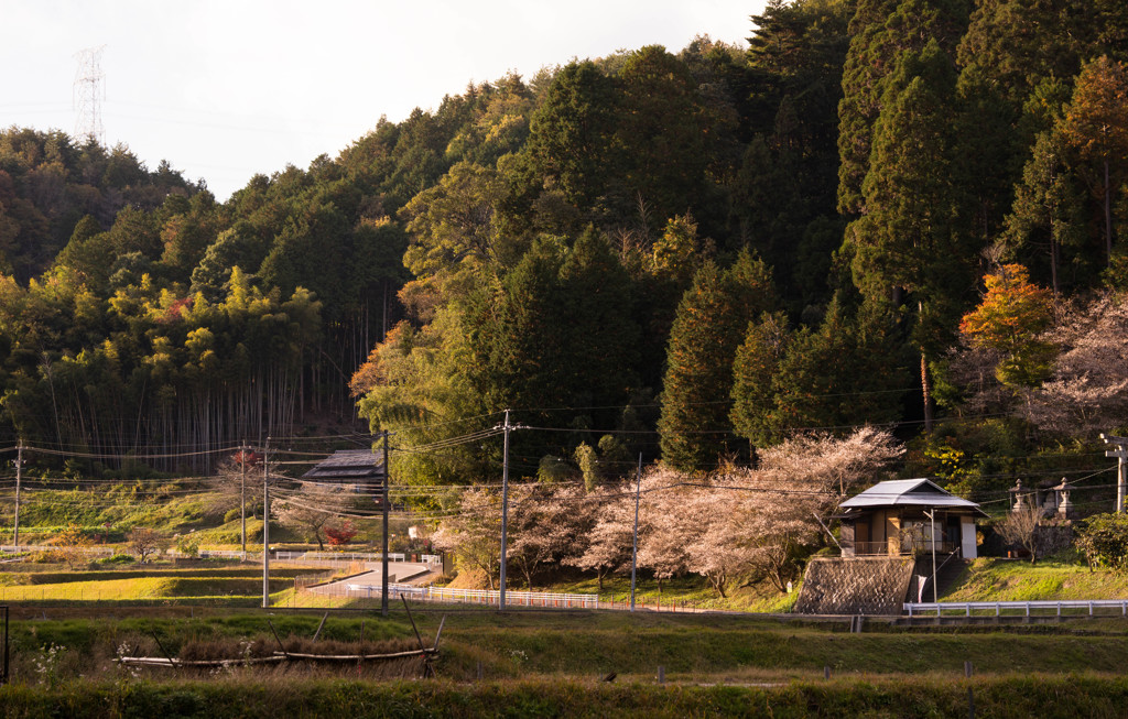 田舎の風景