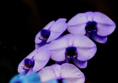 purple elegance