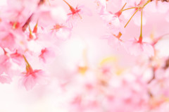 春の音色