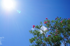 太陽に向かって