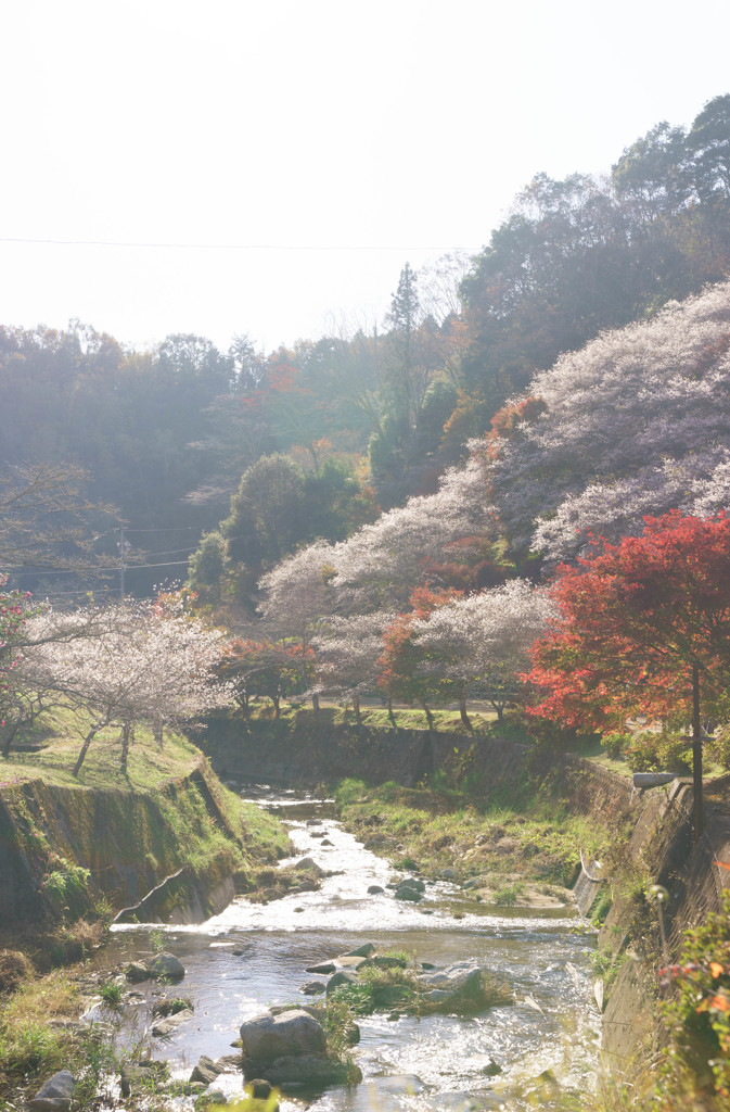 秋の花見