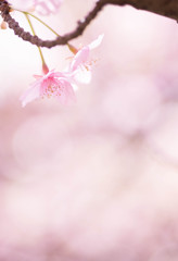 春色