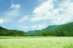 青空と蕎麦の花