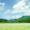 青空と蕎麦の花