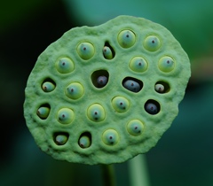 ちょっとグロテスク