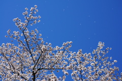 桜舞う